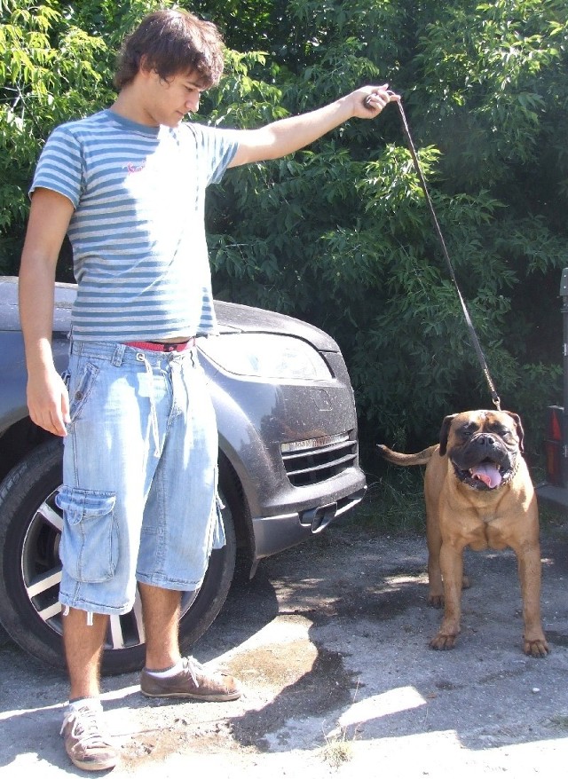 Ri-wyspsow:Bullmastiff Karol wygrał konkurs w swoje rasie. Dwuletniego psa prezentuje Kornel Skorek w Radomia.