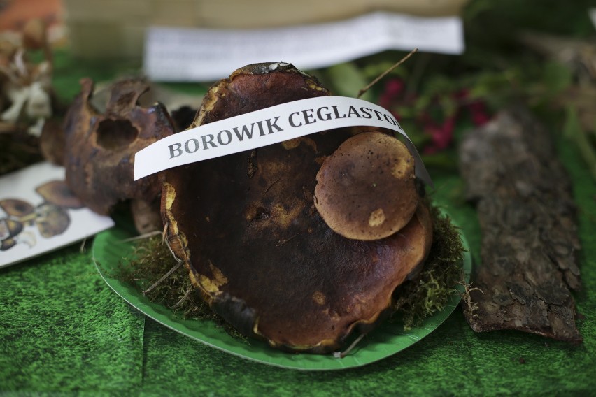 Jak odróżnić grzyby jadalne od trujących? (zdjęcia, wideo)