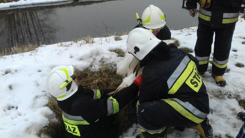 Strażacy z Bielan pod Kętami uratowali łabędzia, który utknął w dziurze koło rzeki i nie mógł się wydostać