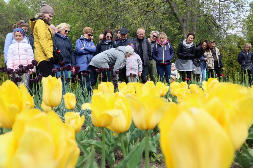 Wiosna rozkwita w lubelskim Ogrodzie Botanicznym UMCS (ZDJĘCIA)