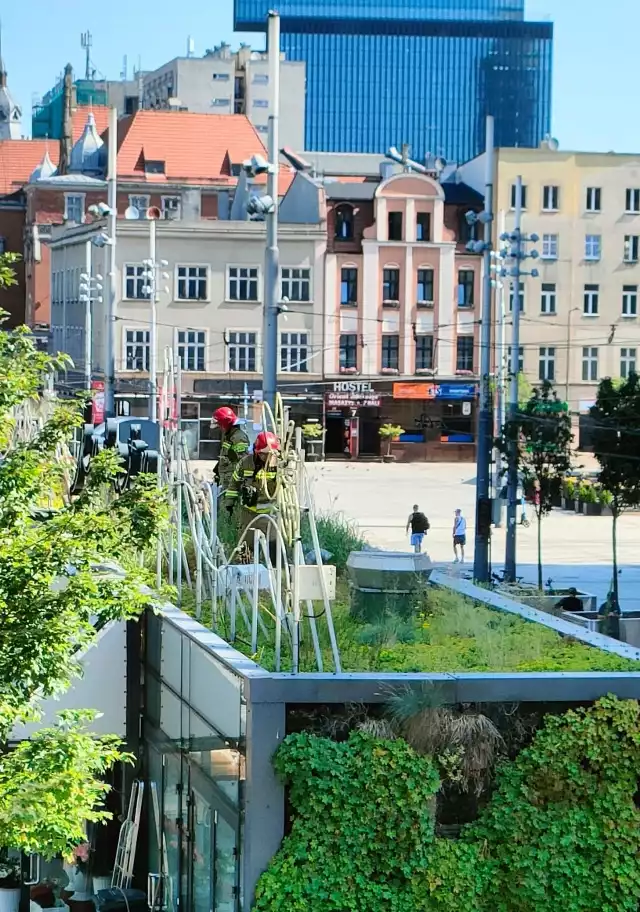 Zaniepokojeni mieszkańcy Katowic dopytują czego dotyczyła ostatnia interwencja służb ratunkowych w centrum miasta. Jeden ze strażaków po drabinie wspinał się na "zielony dach". Komunalny Zakład Gospodarki Mieszkaniowej pospieszył z wyjaśnieniami. 