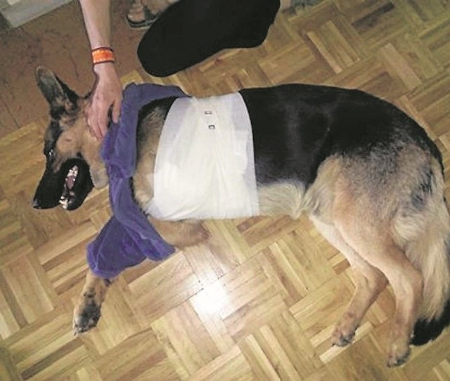 Lekarz weterynarii z Grudziądza amputował psu łapkę w domu. By uratować mu życie, nie było nawet czasu przewieźć go do lecznicy.