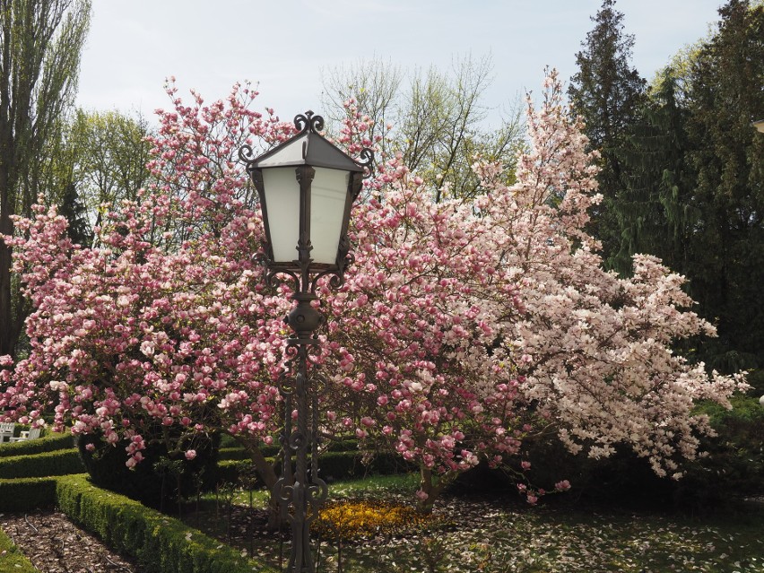 W ogrodzie przy pałacu Herbsta rośnie siedemnaście magnolii.