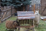 W Będzinie czeka żywa szopka bożonarodzeniowa, a w niej alpaka, owce oraz kozy. Zobaczcie zdjęcia