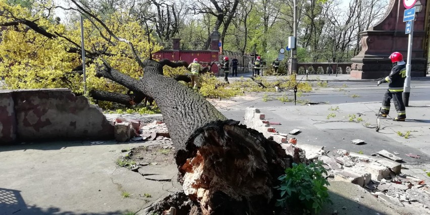 Wrocław: Potężne drzewo spadło na most Zwierzyniecki