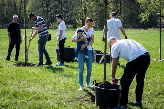 Przed nami trzecia edycja akcji "Drzewa Młodej Bydgoszczy - tu są nasze korzenie".