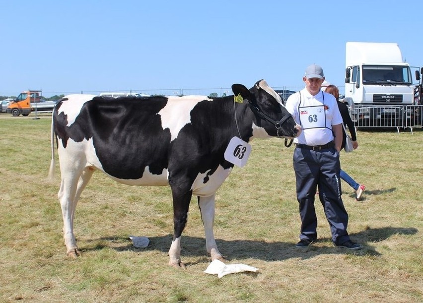 Targi Rolnicze Open Farm w Sierakowie. Wystawa maszyn i zwierząt [ZDJĘCIA]