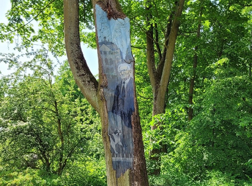 Na jednym z drzew w Ostromecku uwieczniono postać Andrzeja...