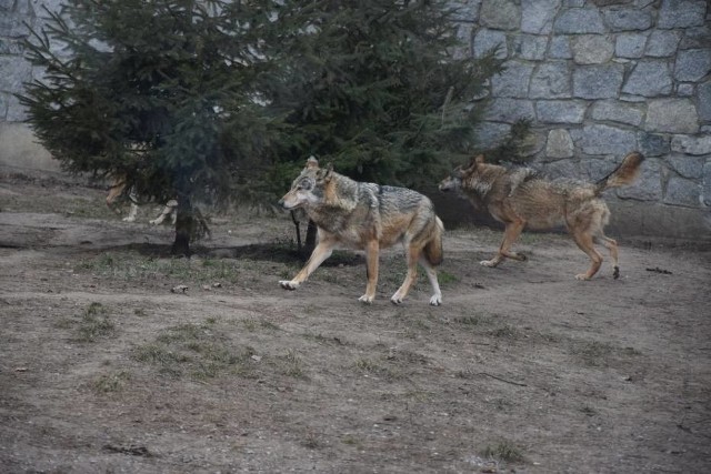 Jeszcze kilka lat temu wilki mogliśmy oglądać głównie w ogrodach zoologicznych. Teraz coraz częściej pojawiają się w naszym sąsiedztwie 