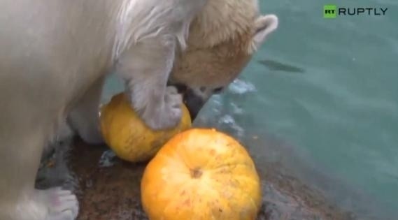 Pracownicy zoo w Petersburgu postanowili ofiarować zwierzętom... halloweenowe dynie.
