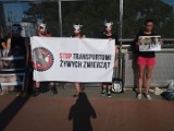 STOP długodystansowemu transportowi żywych zwierząt! W poniedziałek akcja protestacyjna w Poznaniu