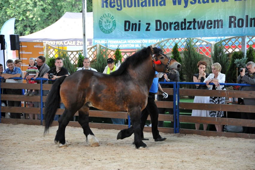 Wystawa Zwierząt Hodowlanych w Szepietowie już w najbliższy weekend. Zaprezentuje się ponad tysiąc zwierząt [program]