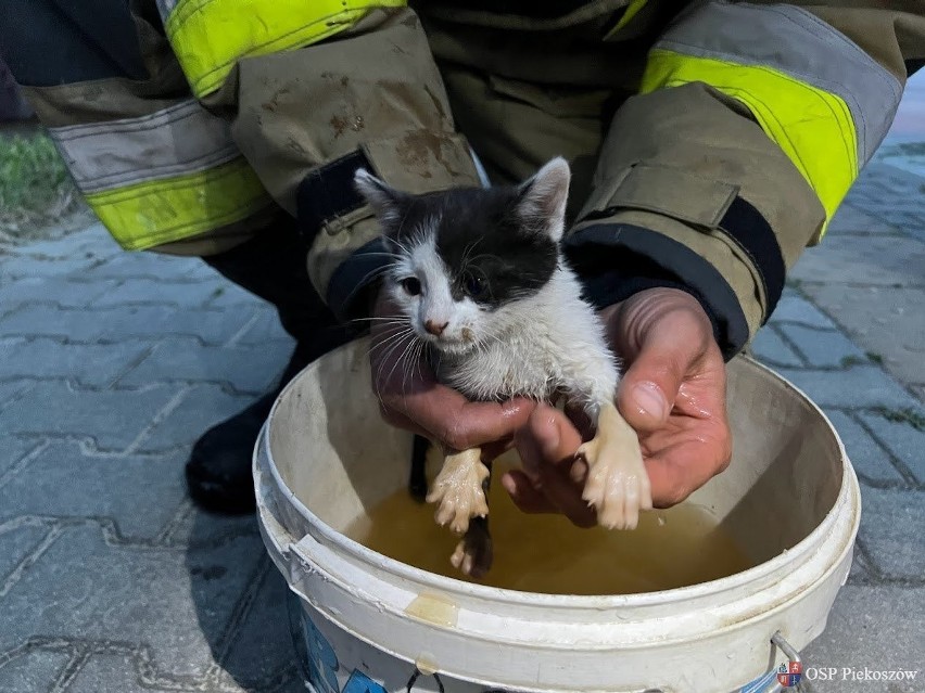 Piękna akcja strażaków z Ochotniczej Straży Pożarnej w Piekoszowie. Uwolnili małego kotka ze studzienki kanalizacyjnej. Zobacz zdjęcia