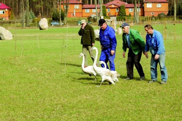 W rytuale wiosennego wyprowadzania łabędzi uczestniczyli ci, którzy opiekowali się nimi przez całą zimę. Jak widać, skrzydlaci podopieczni posłusznie maszerowali we wskazanym kierunku.