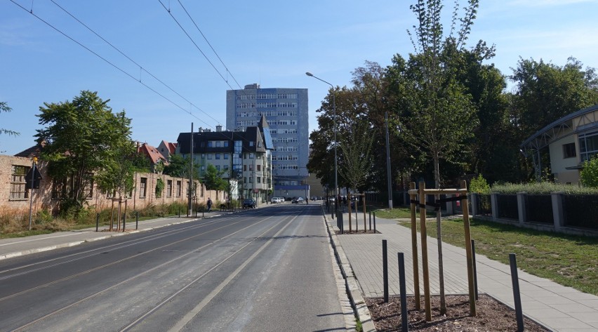 Wzdłuż poznańskich ulic posadzone zostaną nowe drzewka. 700...