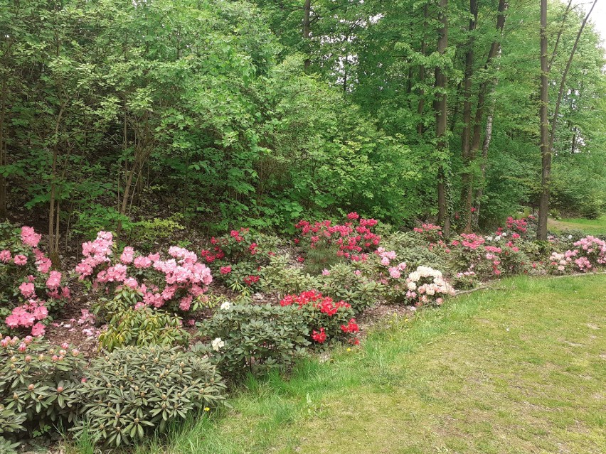 Śląski Ogród Botaniczny w Radzionkowie. Zobacz kolejne...