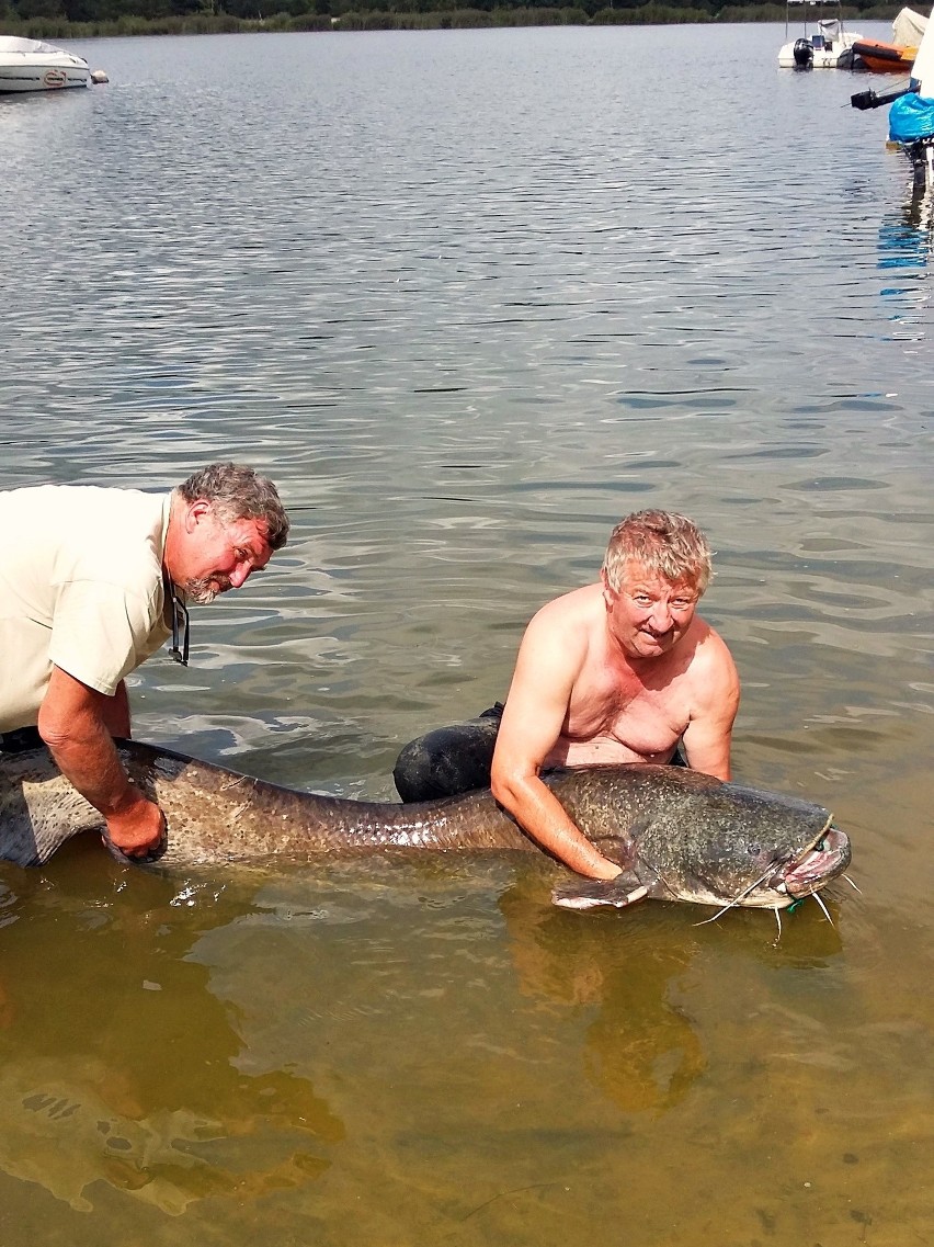 Gigantyczna ryba w Zalewie Sulejowskim. Wędkarz złowił suma, który ważył 72 kilogramy! [ZDJĘCIA]