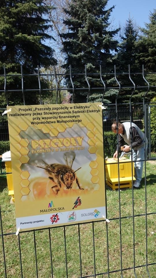 Nowy Sącz. W środku miasta przy sądeckim ,,Elektryku" powstała mini pasieka [ZDJĘCIA]