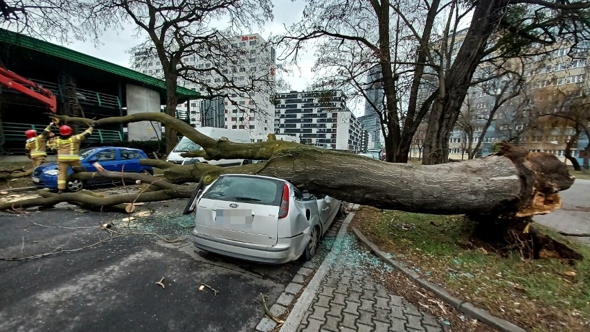 Powalone drzewo przy ul. Gwiaździstej we Wrocławiu