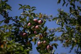 Lewica apeluje o interwencyjny skup jabłek. Konferencja pod MRiRW