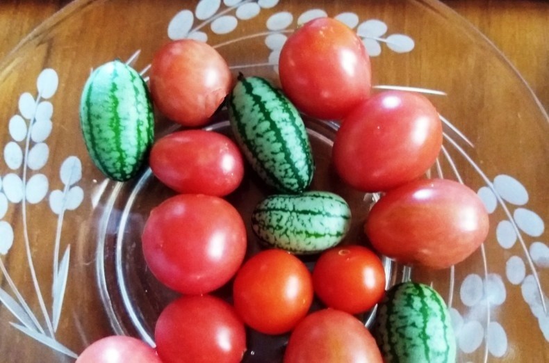 Ogórki meksykańskie są wielkości pomidorków koktajlowych....