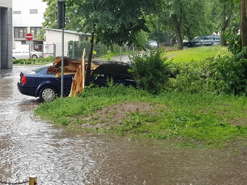 Zwalone drzewo za budynkiem Sanepidu na rogu Legionowej i...