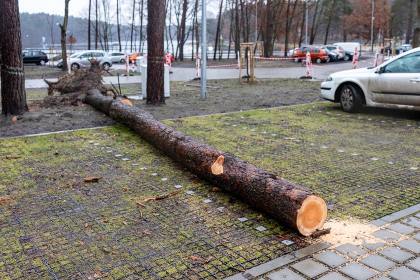 Drzewo runęło na parking przy węźle Głębokie. Co z pozostałymi? Można bezpiecznie parkować?