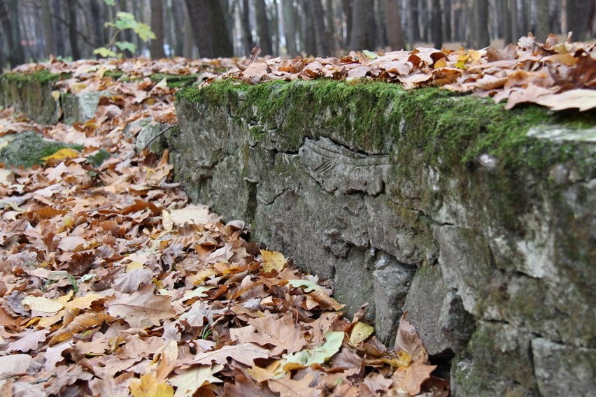 Tak wygląda park Zielona w jesiennych barwach