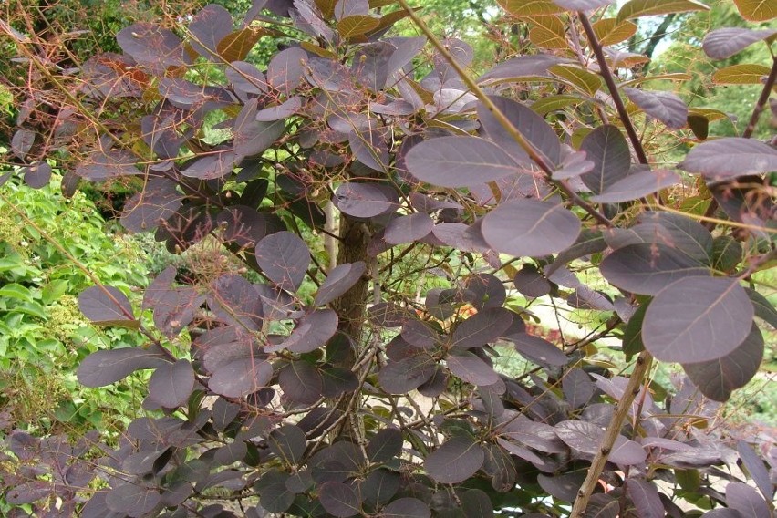 Perukowiec podolski ma purpurowe liście i charakterystyczne...