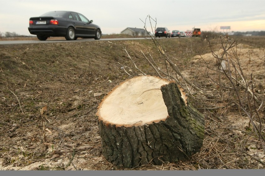 Na drodze z Wrocławia do Obornik Śląskich wycinają wszystkie drzewa. Dlaczego?
