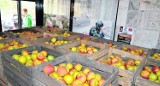 Soczyste i pyszne jabłka w nowodębskiej „Dwójce”