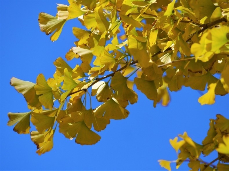 Jesienią liście miłorzębu pięknie przebarwiają się na żółto.