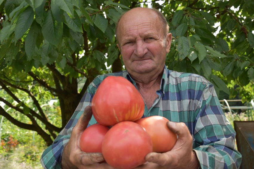 Romanowi Oleszkowiczowi urosły pomidory-olbrzymy. Ważą nawet po 620 gramów, choć bywają też większe. W sam raz na zupę dla rodziny