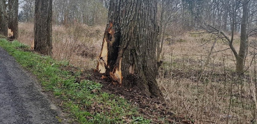 Osobowe bmw roztrzaskało się na drzewie w okolicach Kazimierza Pomorskiego [ZDJĘCIA]