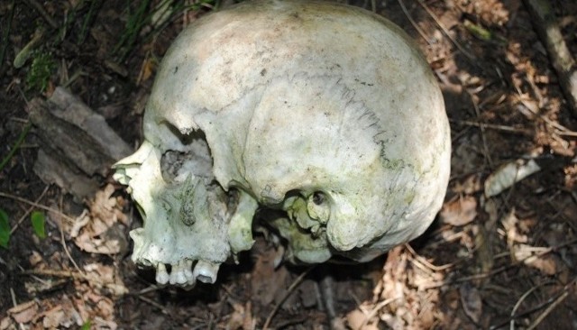 Na budowie w Toszku odkryto ludzką czaszkę
