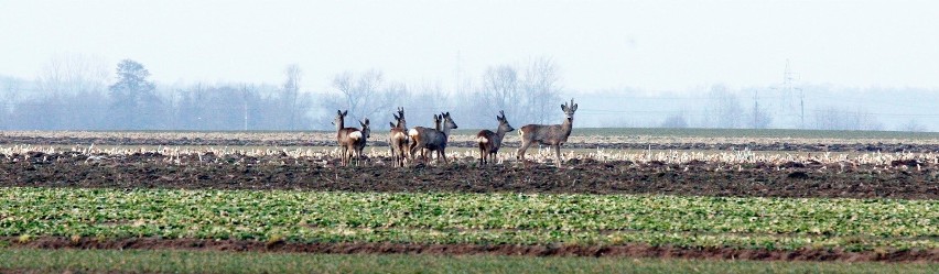 Myśliwi, tak jak reszta społeczeństwa do 19 kwietnia powinni...