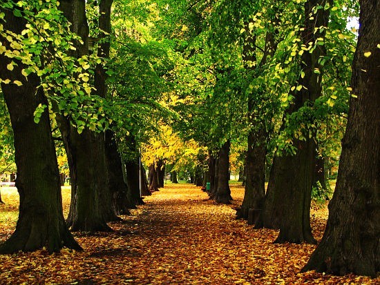 6. Koszalin. Park obok Koszalińskiej Biblioteki Publicznej