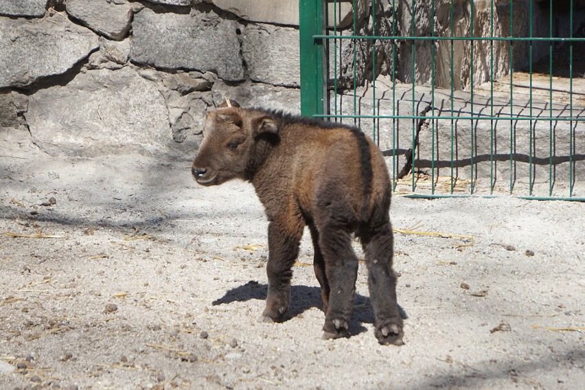 Takin złoty przyszedł na świat we wrocławskim zoo.  Przypomina krzyżówkę kozy, antylopy i niedźwiedzia