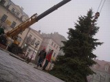 Na Rynku w Inowrocławiu stanęła 8-metrowa choinka