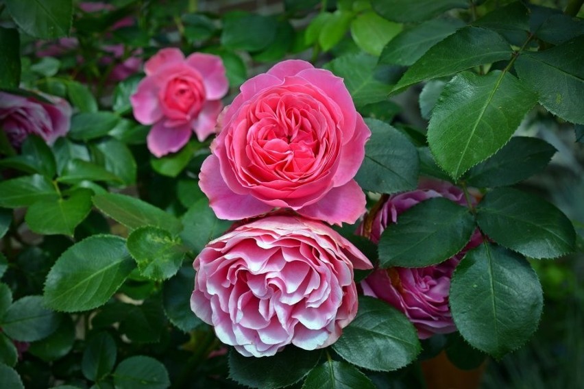 Okazałe kwiaty róż urozmaicą delikatne łodygi lawendy.