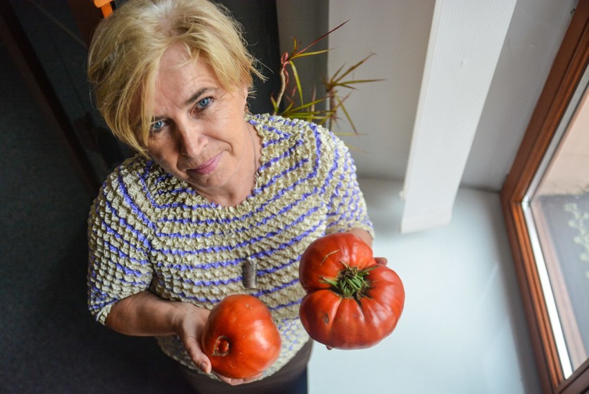 Pomidor gigant ze Snopkowa waży 1,4 kg