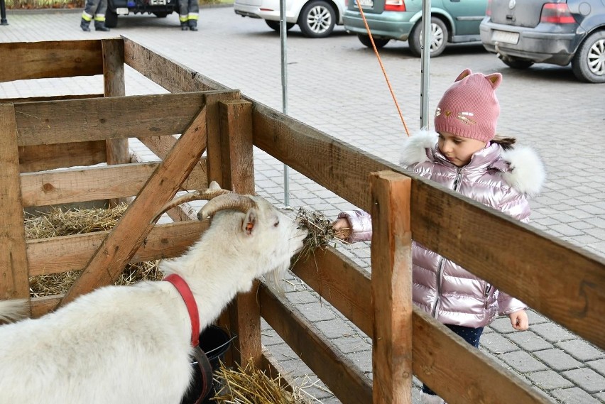 Żywa szopka w Broku. A w niej: kucyk, kozy, owce, króliki, kaczki oraz gęsi. Tylko do 20 grudnia!