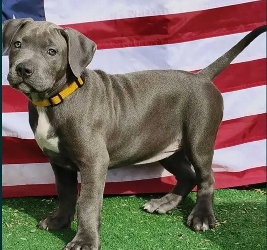 AMERICAN BULLY XL/ XXL jedyne takie szczeniaki w Polsce !...