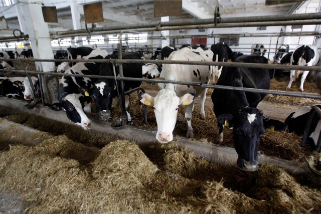 Choć zmniejsza się pogłowie krów, ale dzięki wzrostowi wydajności rośnie produkcja mleka