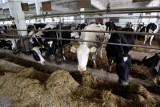 W Polsce niemal z roku na rok spada pogłowie krów mlecznych, ale nie produkcja mleka. Bo ta rośnie