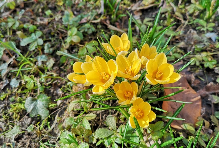Kraków. Przyroda powoli budzi się do życia. Zaczynają kwitnąć pierwsze wiosenne kwiaty [ZDJĘCIA]