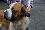 Bekon - pies, który stracił nos i został pozostawiony na śmierć, szuka kochającego domu [ZDJĘCIA]