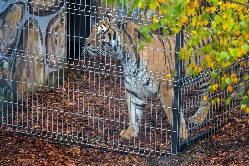 Tygrysy przebywające w Canpolu mają się coraz lepiej. Powoli zaczynają odkrywać, że istnieje życie poza klatką, bez bólu