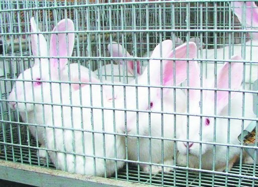 Nasze króliki będą znane w PolsceHodowcy królików zrzeszeni w związku chcą swoją pasją zarażać inne osoby