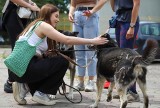 Dzień leniwych spacerów w Toruniu! Nowa akcja Wyprowadź PSA! Byliście?